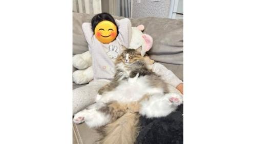 添い寝する猫