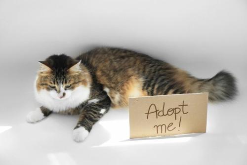 ADOPT MEの文字と猫