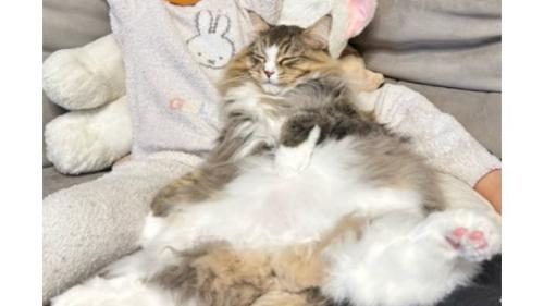 添い寝する猫: