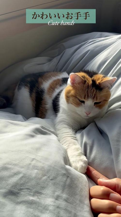 前足をいじっている飼い主