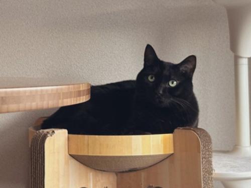 爪とぎの上で横になる黒猫