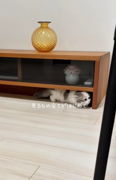 棚の下を歩くマンチカンの子猫