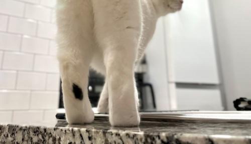 猫の足元
