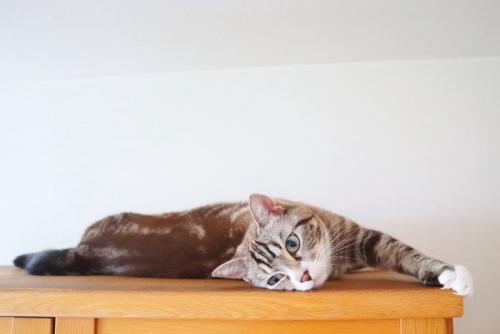 暇そうにこちらを見る猫