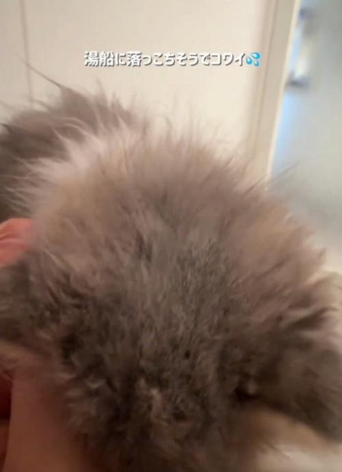 ぶつかってくる猫