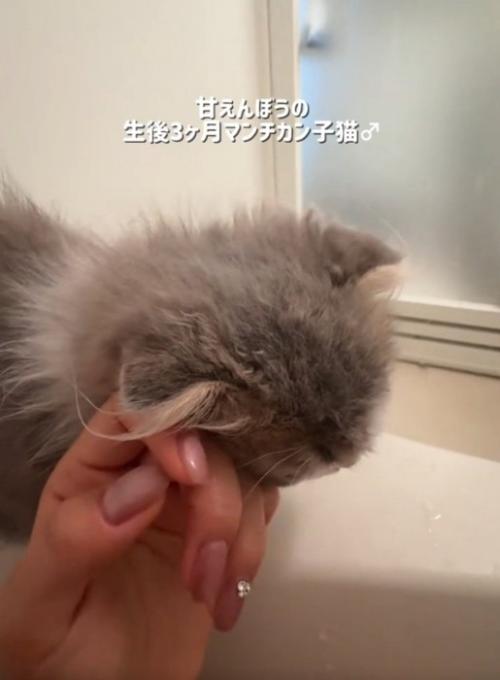 スリスリする猫