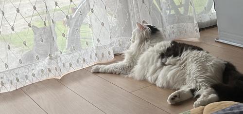 外にいる猫を見ている長毛の猫