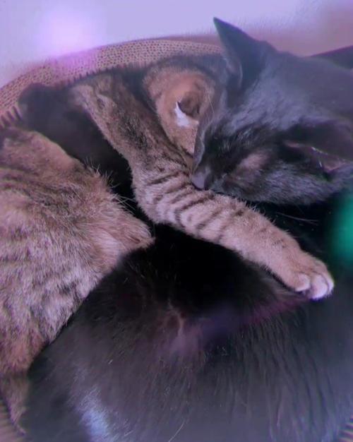 くっついて眠る2匹の猫