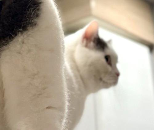 振り向く猫の顔