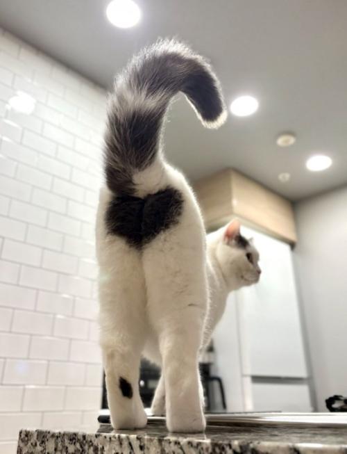 猫の後ろ姿