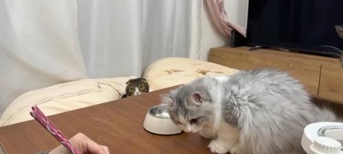 納豆を食べている猫