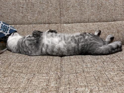 仰向けで寝る猫