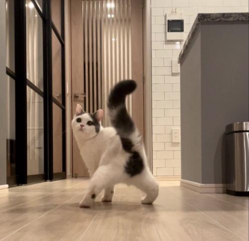 振り向く猫