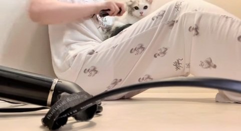 飼い主の膝の上でドライヤーされているマンチカンの子猫