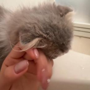 お風呂に入っていると、『超甘えん坊な猫』がやって来て…「尊くて叫んだ」「キュンキュンする」かわいすぎる行動に悶絶する人が続出