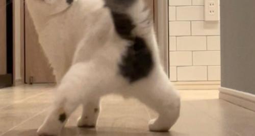 猫のおしり〜足元