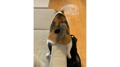 ソファーにいる猫