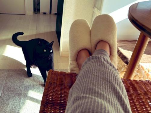 身をすくめてスリッパを凝視する黒猫