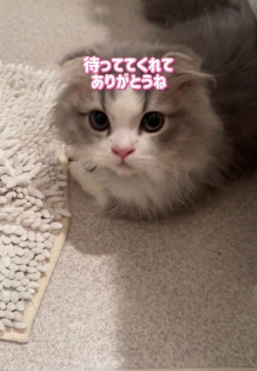 飼い主さんを見つめる猫