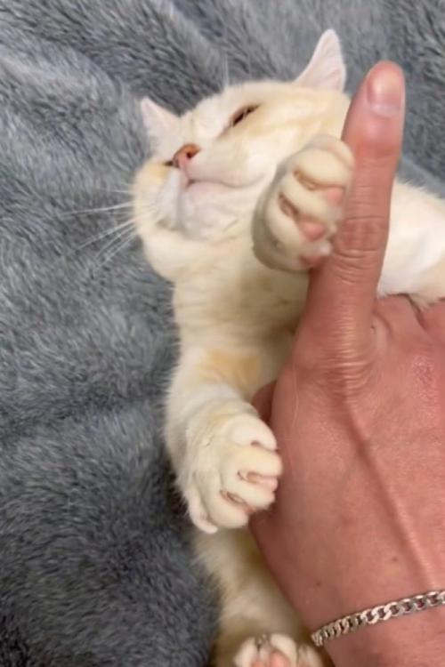 指をどかしたまま顔を横へそむける猫