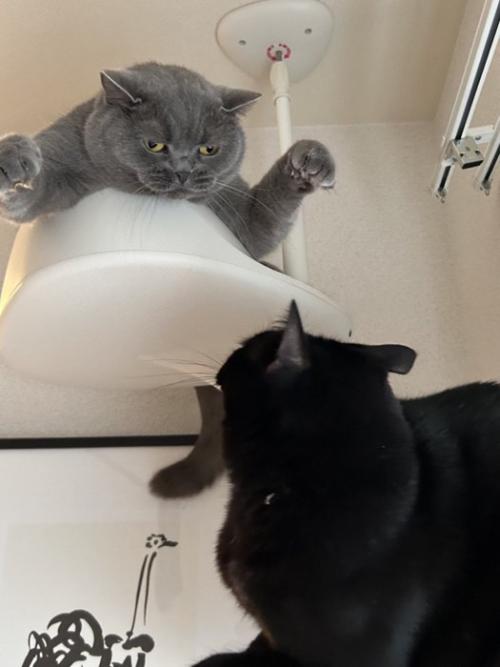 手を広げて脅かすブリティッシュショートヘアと驚く黒猫