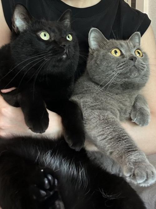 抱っこされる黒猫とブリティッシュショートヘア
