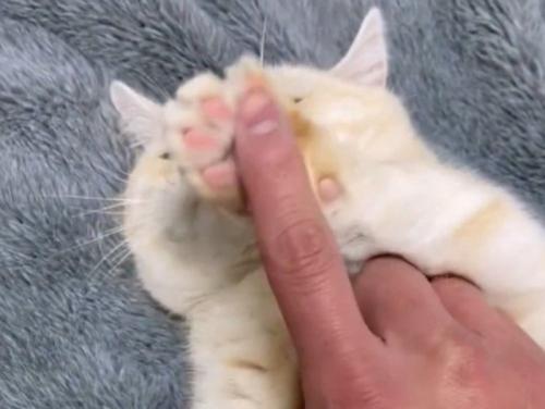 肉球でしっかり指を制止する様子