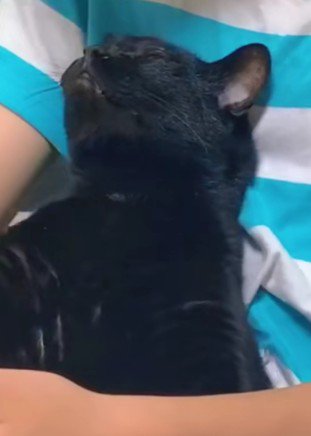 くつろいでいる黒猫