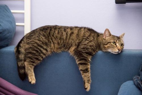 ソファでだらける猫