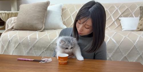 人に抱かれている猫