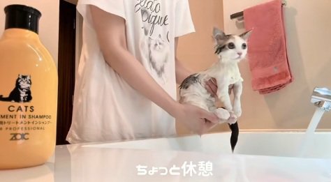 洗面台の上で抱えられているマンチカンの子猫
