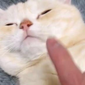 お腹のあたりをゆらゆらと揺らされる猫→『顔を触られそうになった』次の瞬間…笑ってしまう展開に２万いいね「鉄壁ｗ」「きゃわいいｗ」