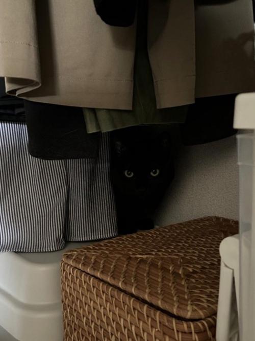 洋服の陰に隠れる黒猫