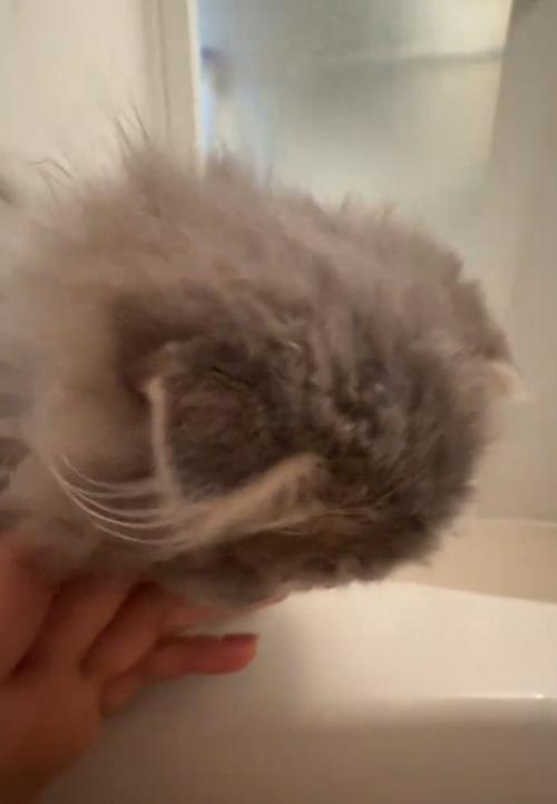 離れようとしない猫