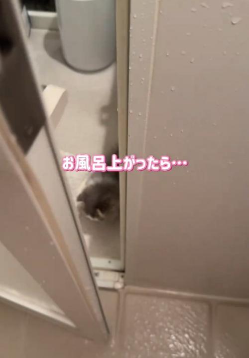 床で寝転がる猫