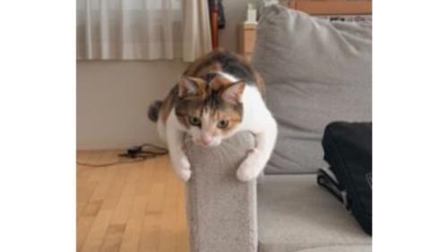 ソファーにいる猫