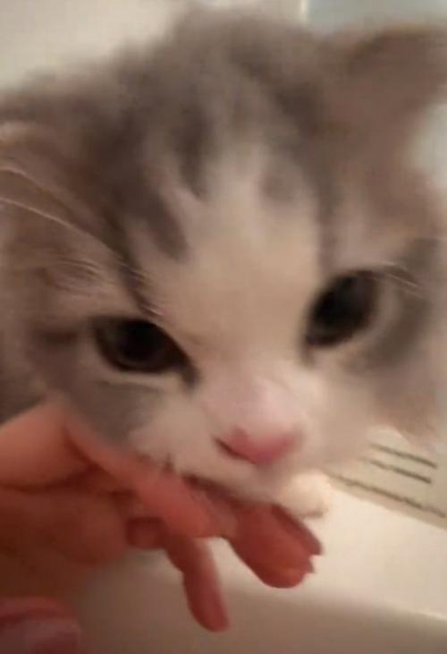 カメラ目線の猫