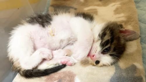 ミケ子猫の紹介