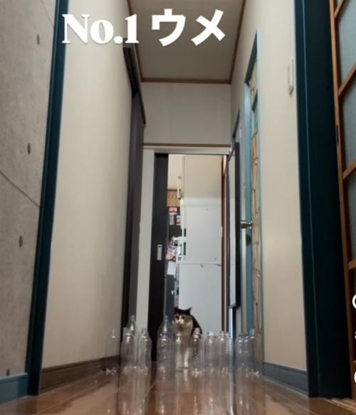 廊下の奥から歩いて来る三毛猫（NO.1ウメ）