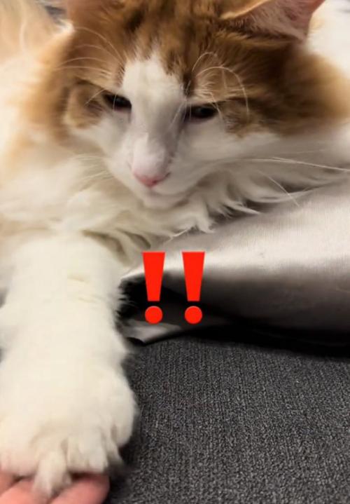 お手をする猫