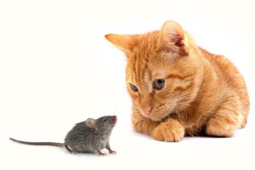 猫のネズミ