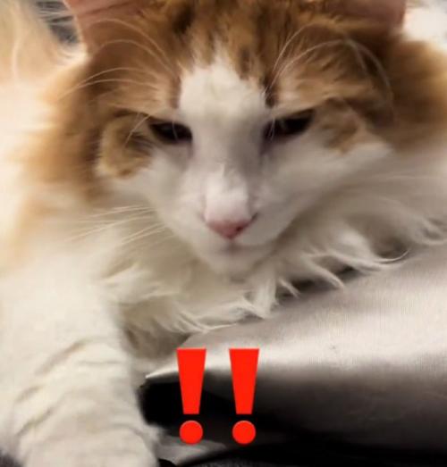 面倒くさそうな表情の猫