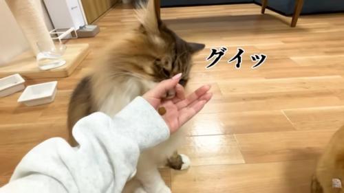 再び手輪っかに引っかかるぽこまるさん