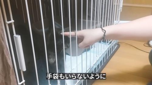 指で頭をなでられる子猫