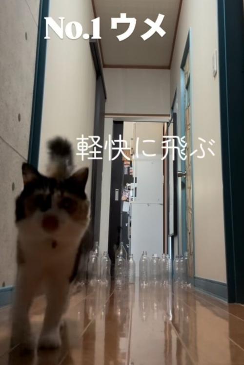 正面から歩いて来る三毛猫（軽快に飛ぶ）