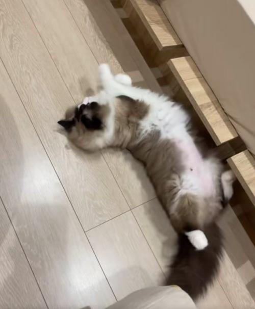 横になって体を捻っている猫