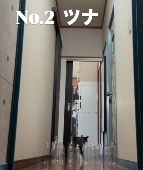 廊下の奥から歩いて来るキジトラ猫（NO.2ツナ）