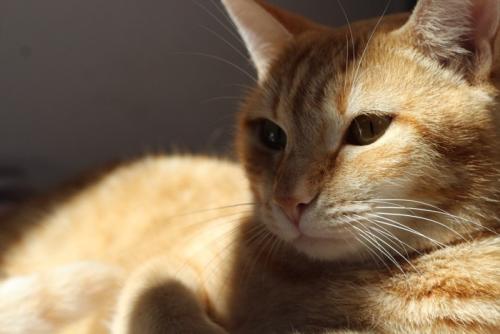 ぼんやりする猫