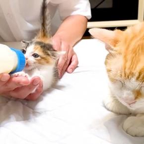 生後２週間の子ネコを保護→ミルクをあげていると、先住猫が…まるで親のような『素敵な行動』に反響「子猫達に好かれる理由」「優しい眼差し」