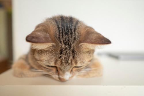 うつむく猫